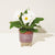 Modern Sprout Burgundy Wildflower with Daisy Seeds Glow & Grow Live Well Gift Set