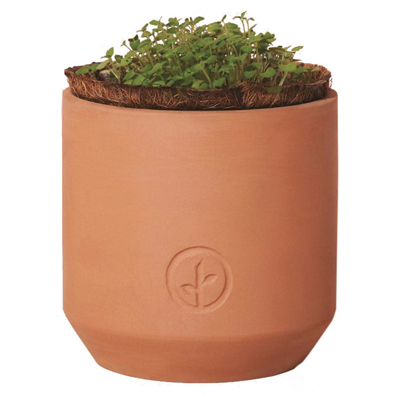 Modern Sprout Terracotta Tiny Terracotta Grow Kit Thank You Daisies